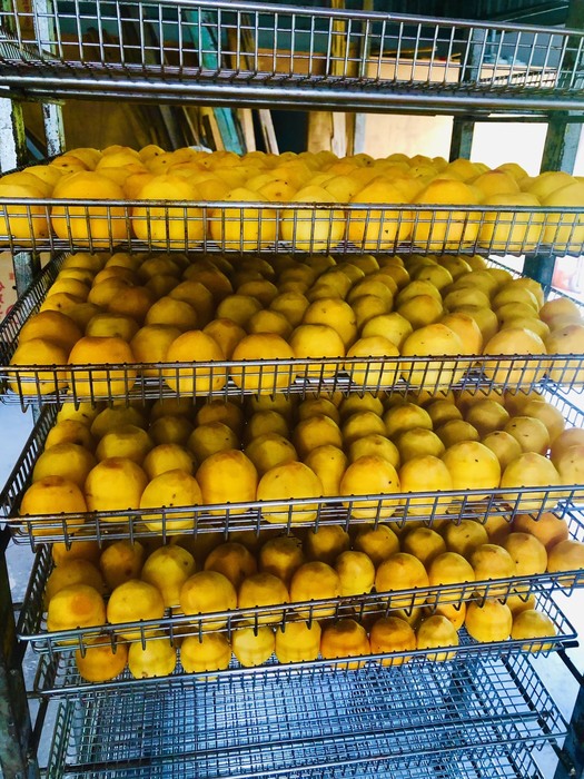 柿餅烘焙的半成品  （陳品如 提供）圖片