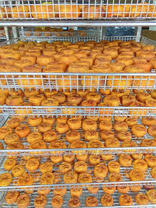 烘乾完成的柿餅 （陳品如 提供）圖片