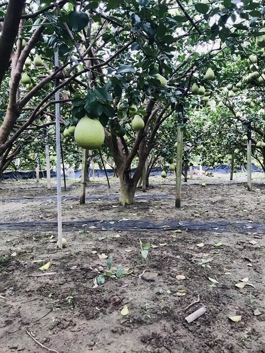 旺嫂的果園 (吳昀庭  攝)圖片