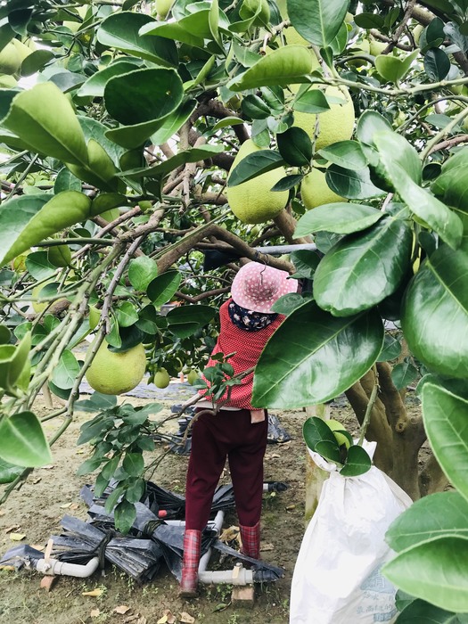 旺嫂採摘文旦 (吳昀庭  攝)圖片